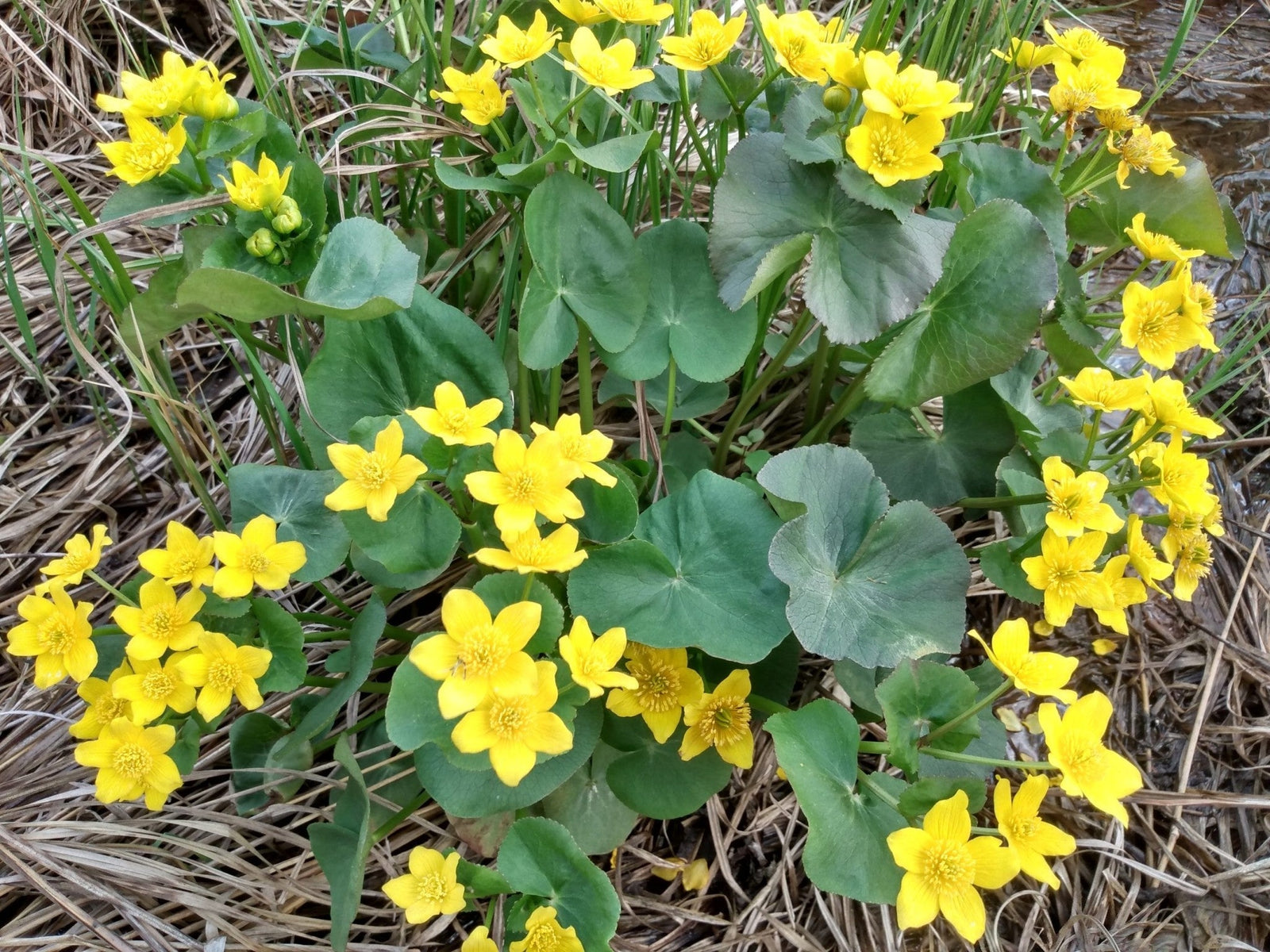 Caltha palustris-Marsh Marigold