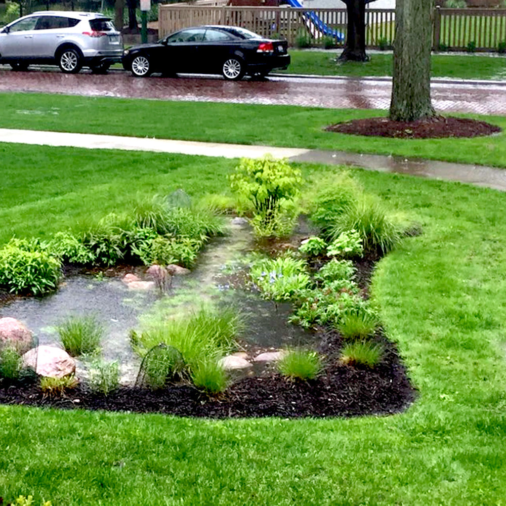 Native Plant Rain Garden