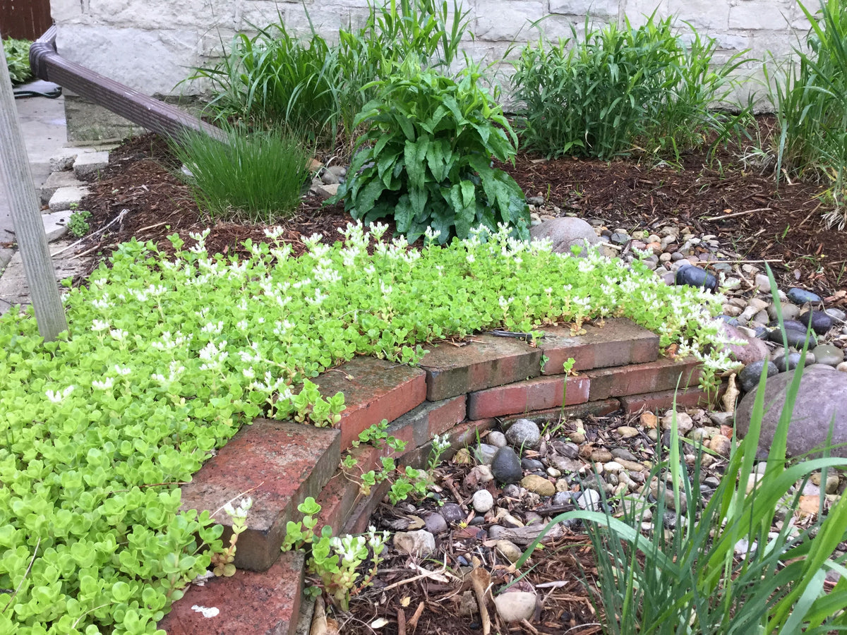 Sedum ternatum-Wild Stonecrop