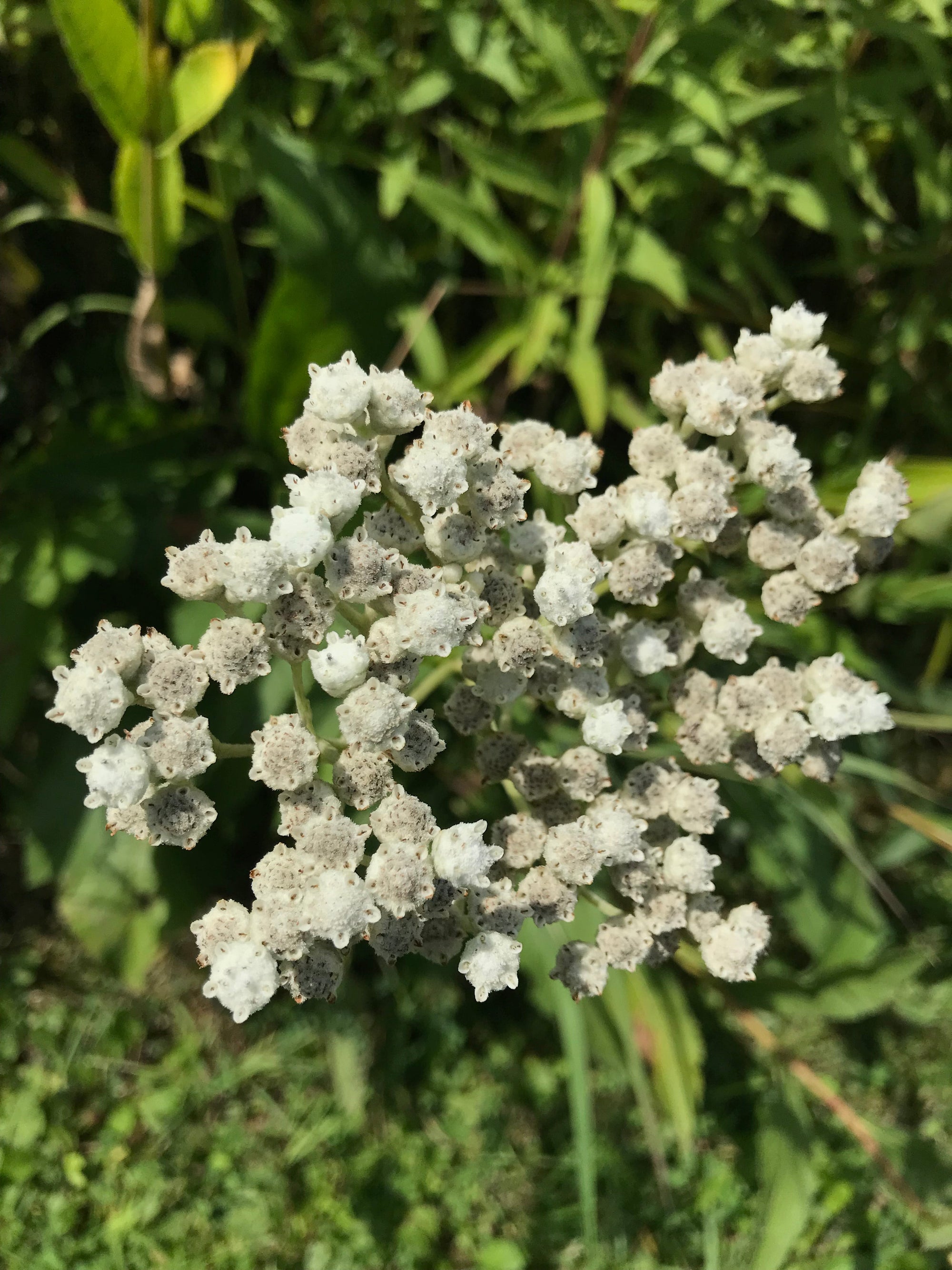 Parthenium integrifolium- Wild Quinine