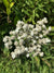 Parthenium integrifolium- Wild Quinine