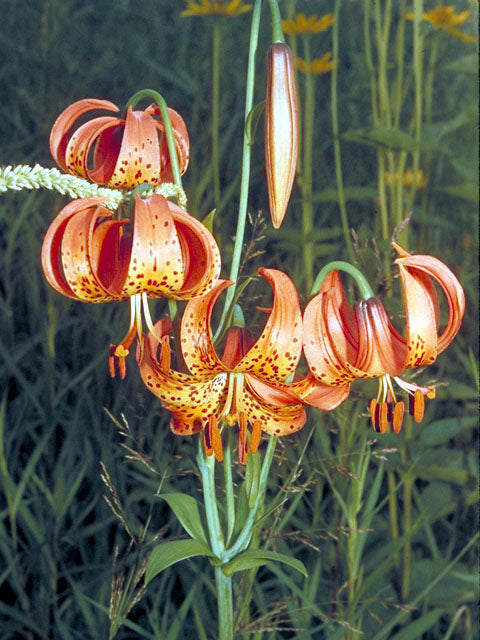 Lilium michiganense- Michigan Llily