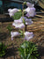 Penstemon grandiflorus- Large-flowered Beardtongu - Red Stem Native Landscapes