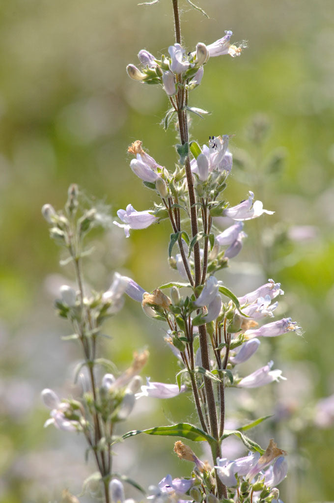 Penstemon pallidus- Pale Beardtongue