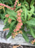 Penthorum sedoides- Ditch Stonecrop