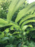 Polygonatum biflorum-Solomon’s Seal