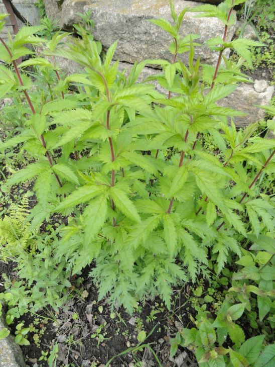 Porteranthus stipulatus- Western Indian Physic