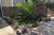Native Plant Garden