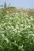 Pycnanthemum muticum- Clustered Mountain Mint - Red Stem Native Landscapes