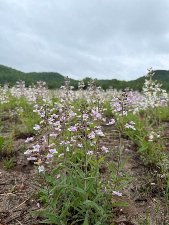 Penstemon pallidus- Pale Beardtongue