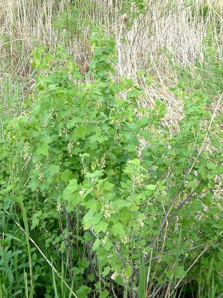 Ribes americanum- Wild Black Currant