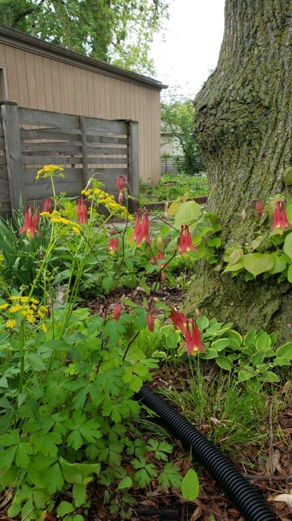Aquilegia canadensis-Columbine
