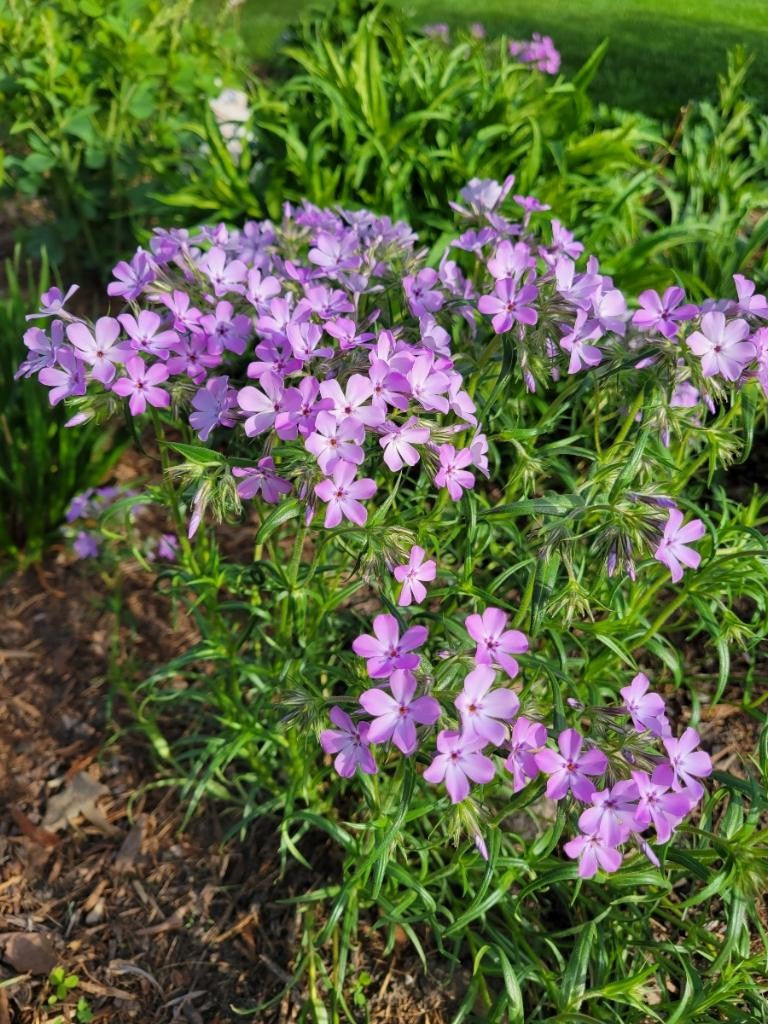 Phlox pilosa- Prairie Phlox - Red Stem Native Landscapes