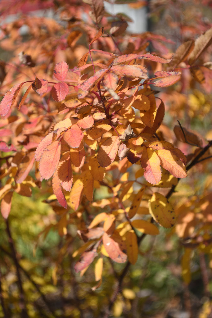 Rosa carolina- Pasture Rose