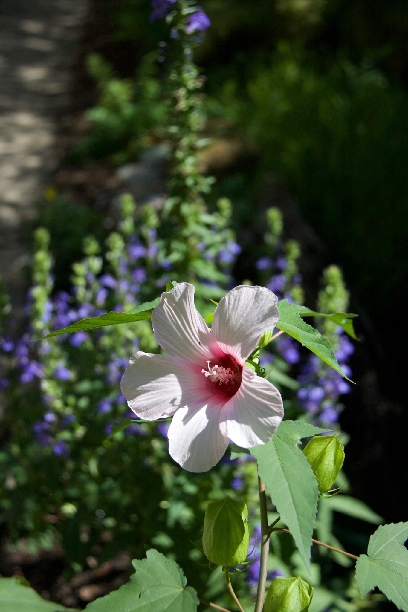 Hibiscus laevis- Rose Mallow