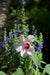 Hibiscus laevis- Rose Mallow