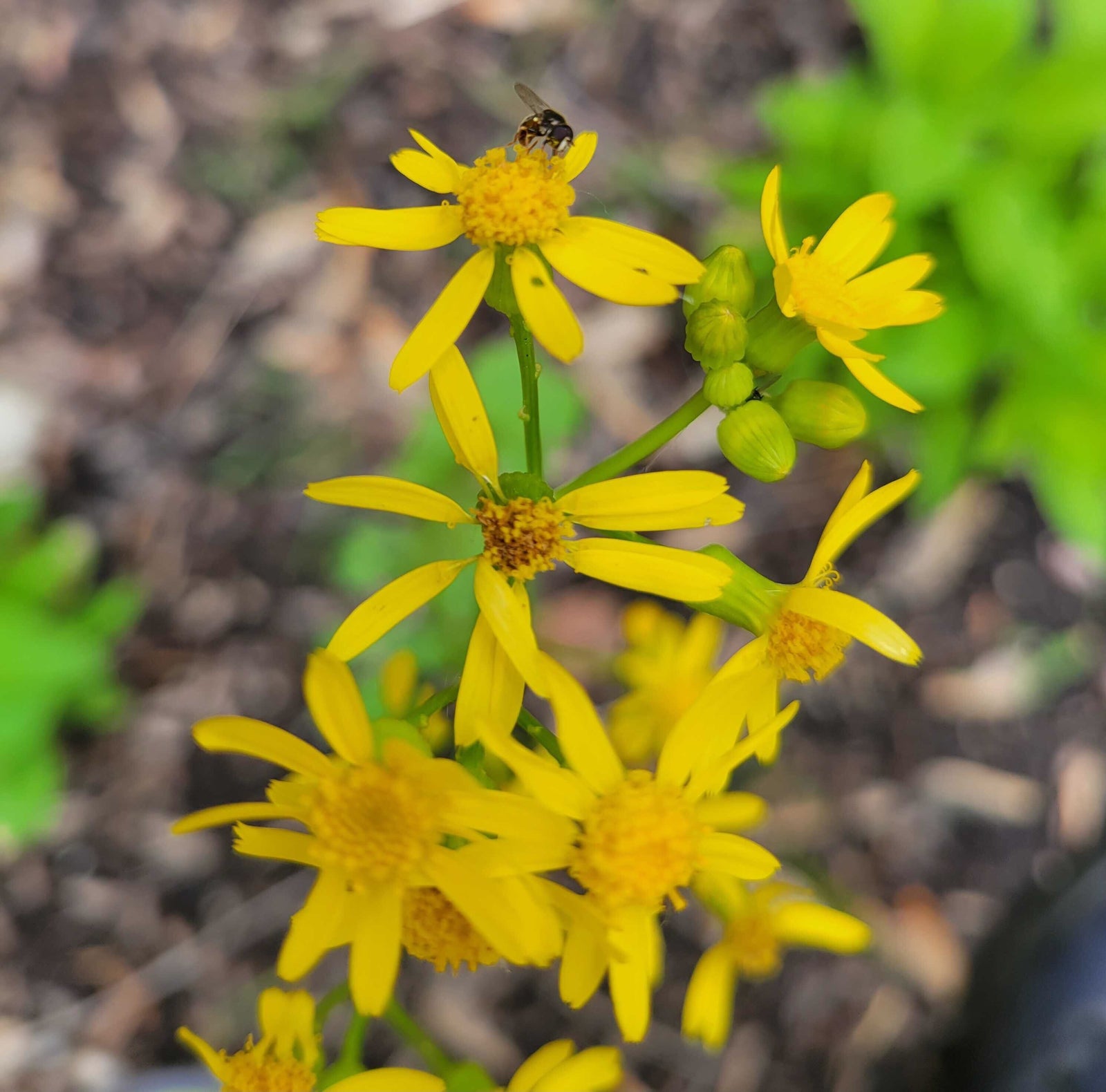 Packera aureus- Golden Ragwort