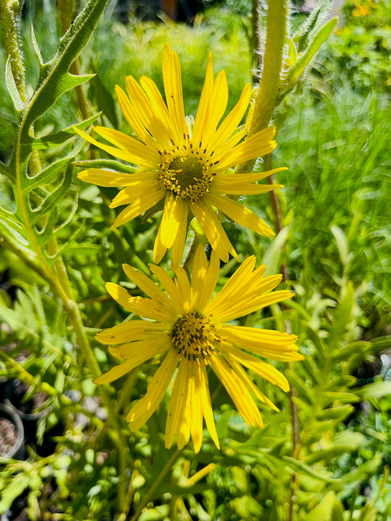 Silphium laciniatum- Compass Plant