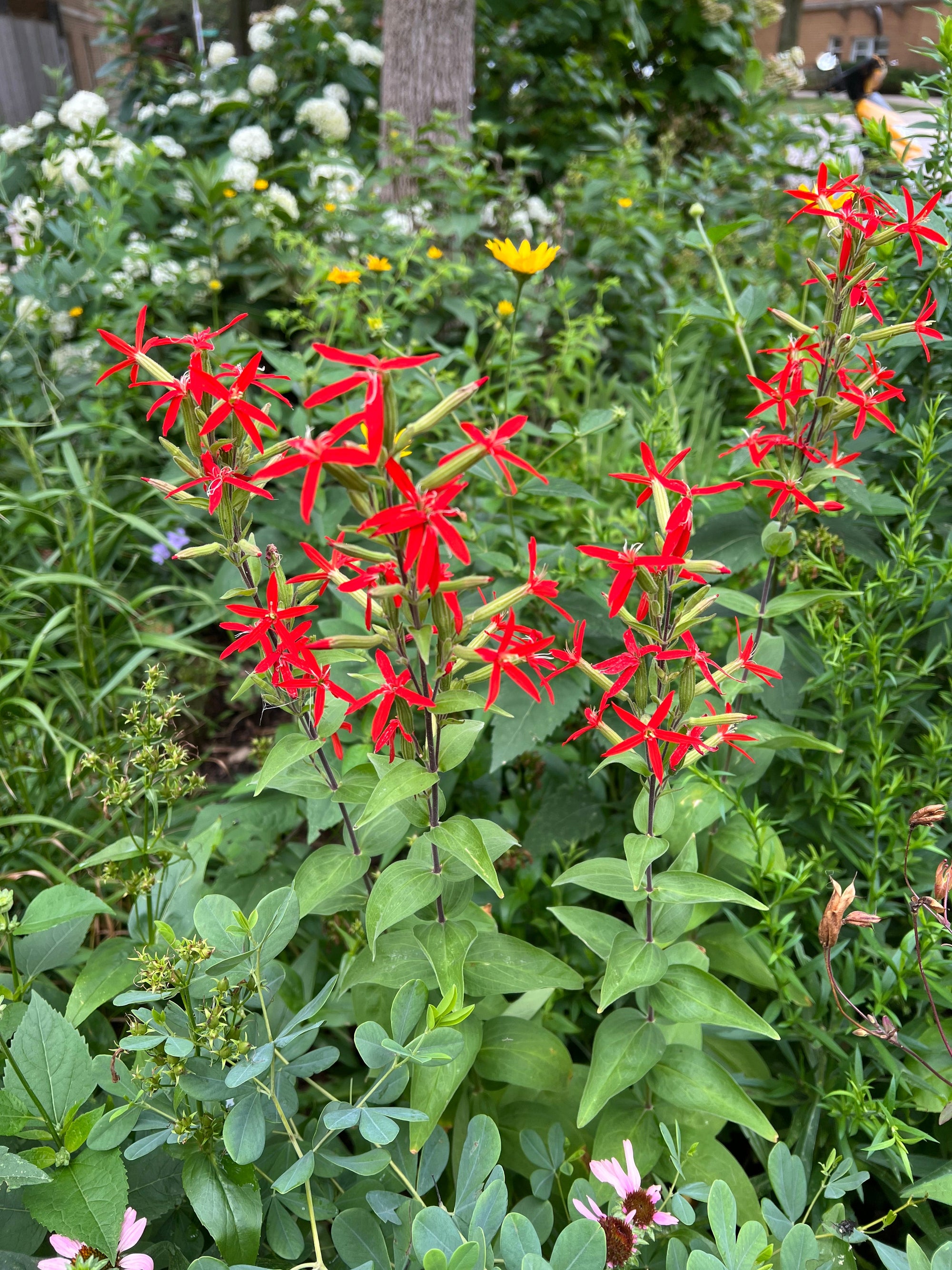 Silene regia-Royal Catchfly - Red Stem Native Landscapes