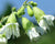 Silene stellata-Starry Campion