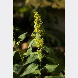 Solidago ulmifolia- Elm-leaved Goldenrod - Red Stem Native Landscapes