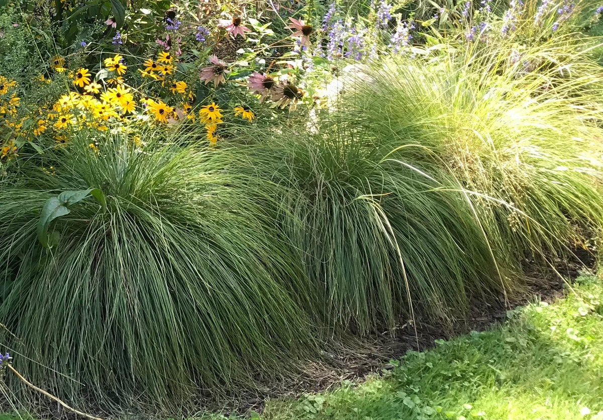 Sporobolus heterolepis-Prairie Dropseed
