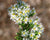 Symphyotrichum ericoides- Heath Aster