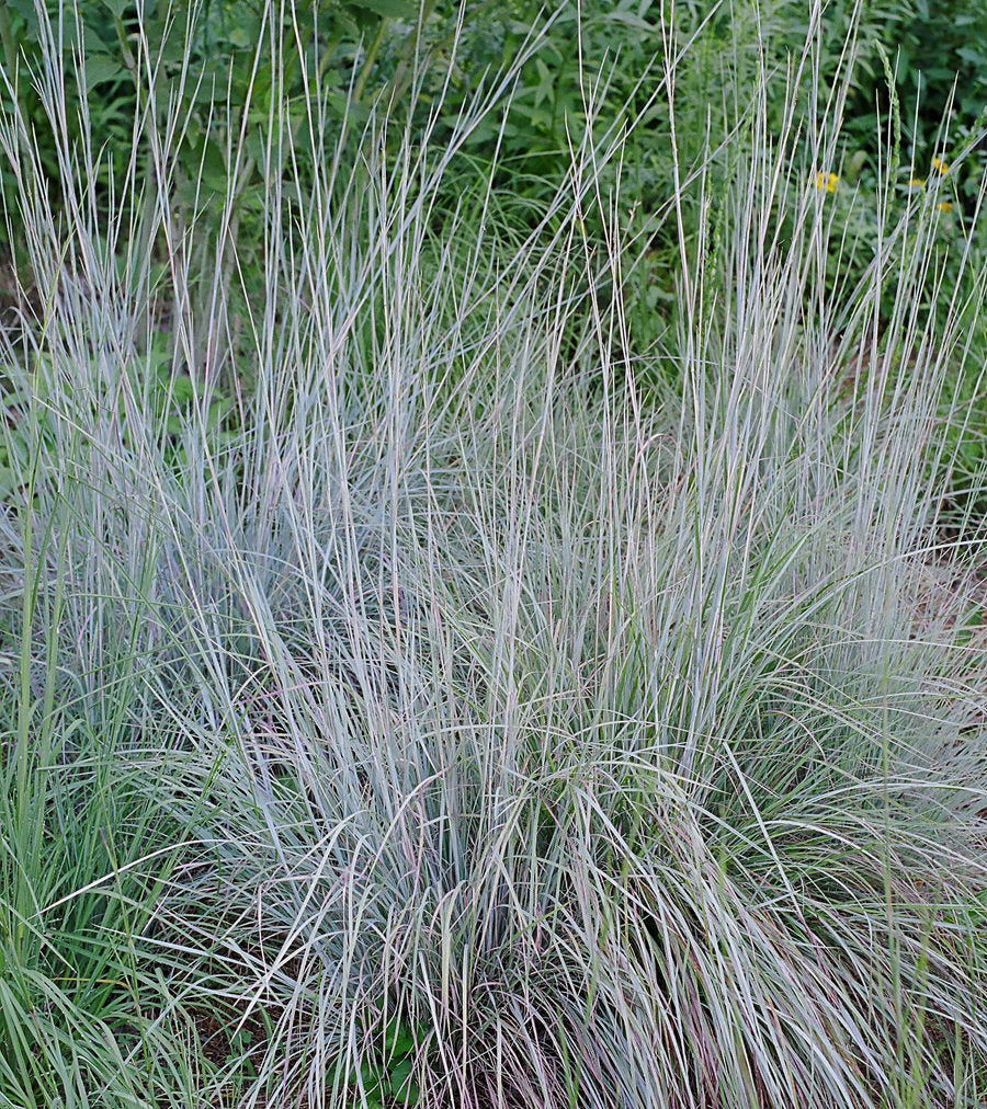Grass with a blurred green background