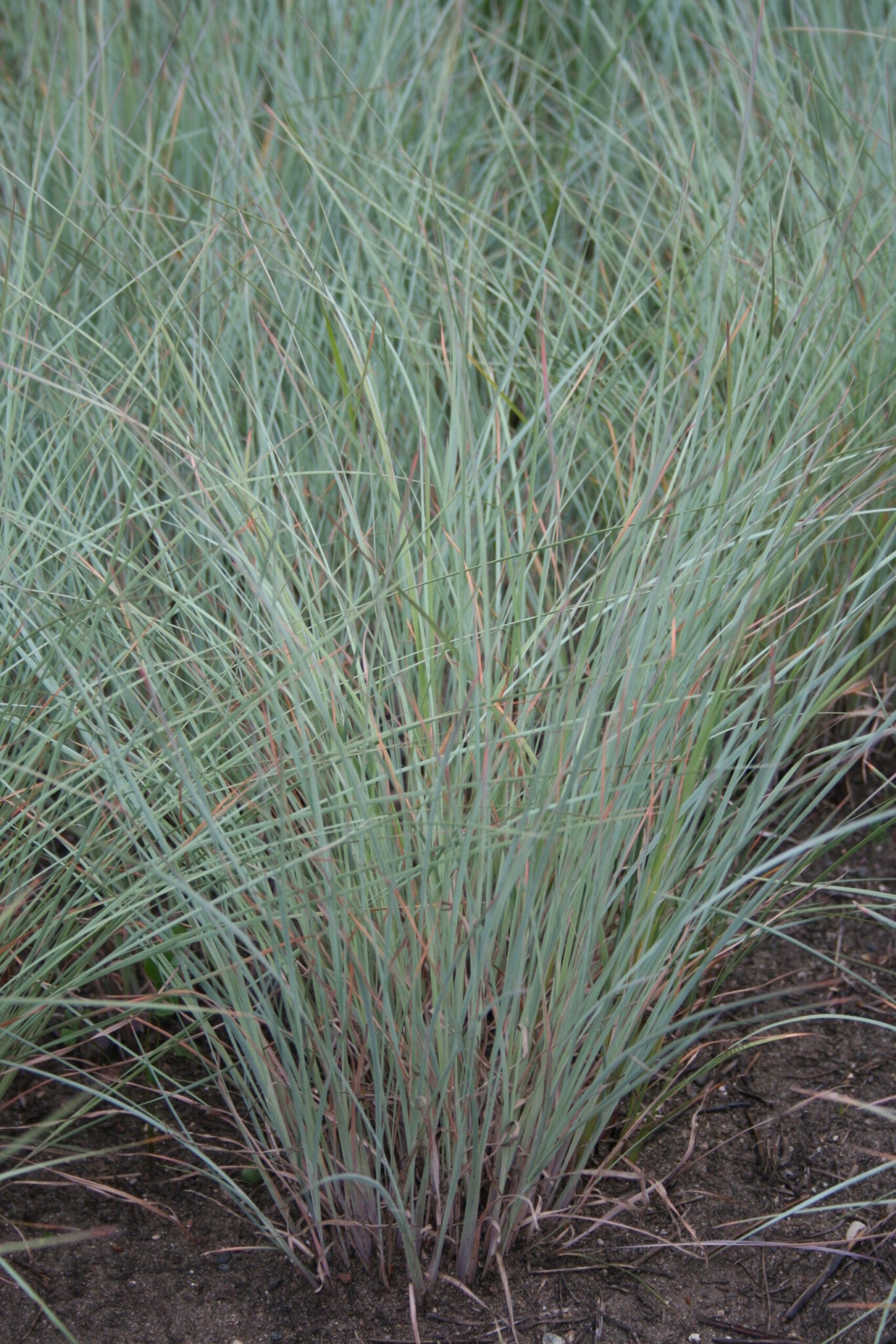 Close-up of a grass plant with a focus on its texture and color.