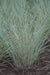 Close-up of a grass plant with a focus on its texture and color.