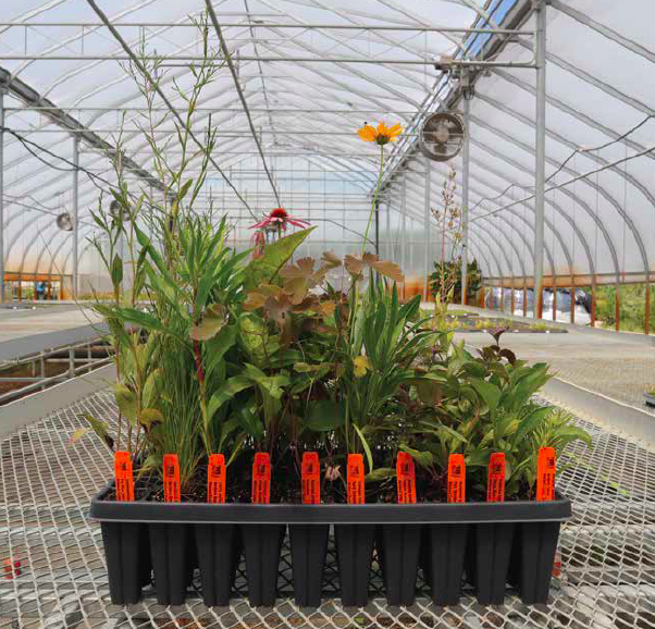 Sunny Parkway Kit- 50 Plants