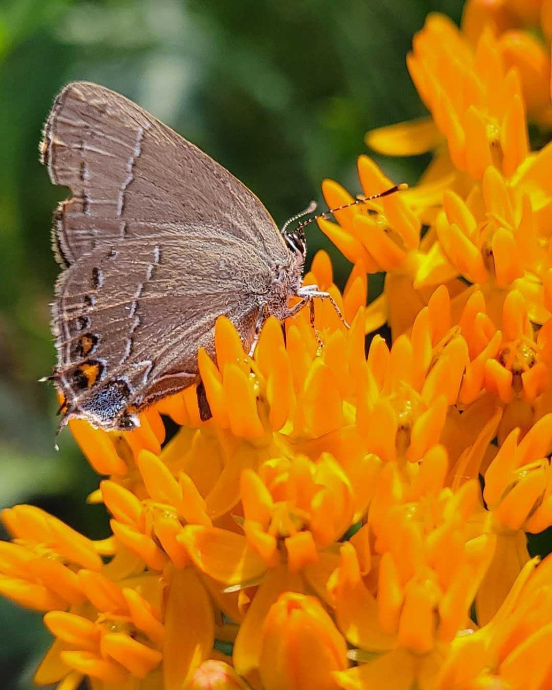 Butterfly on butterfly weed