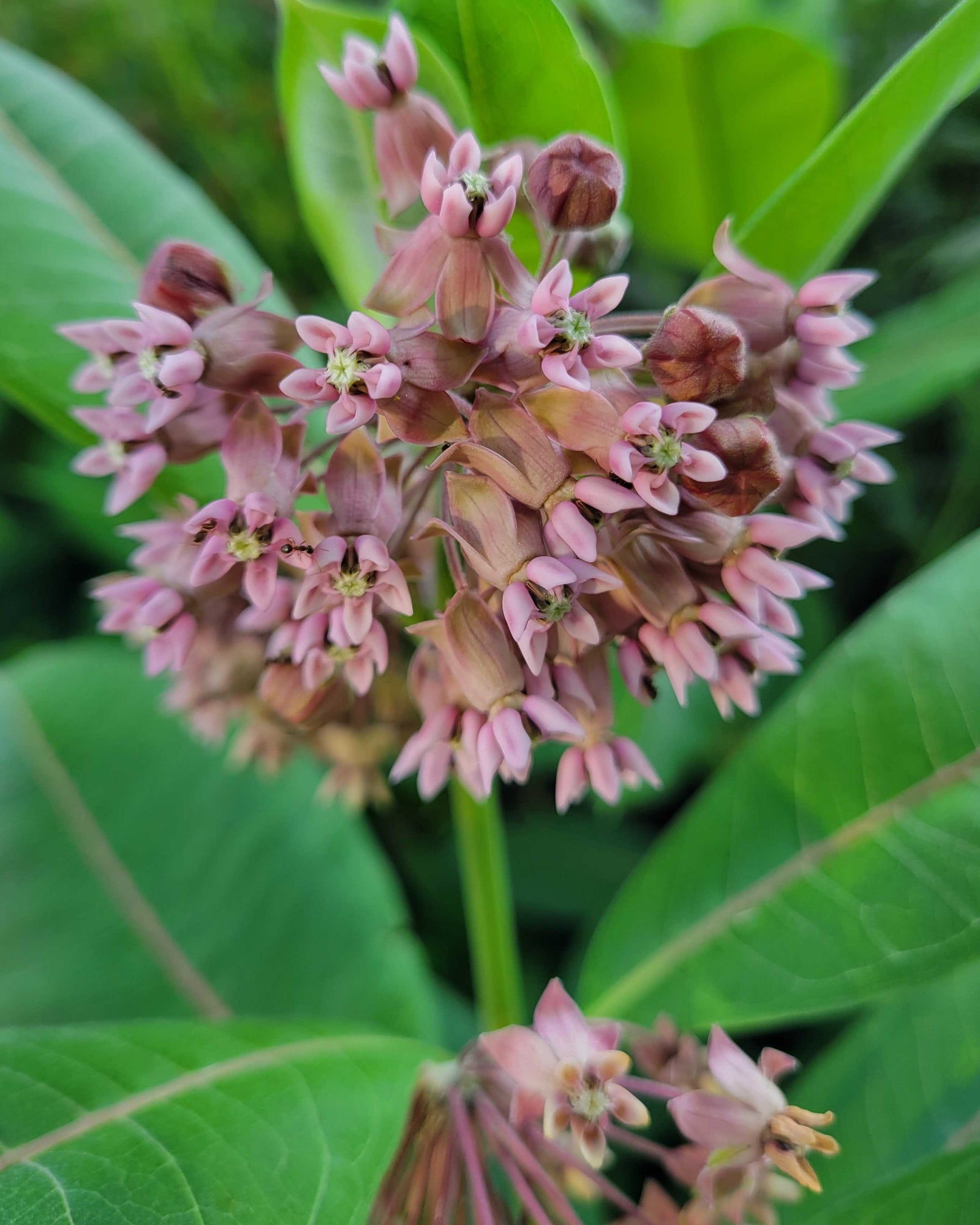 Common Milkweed