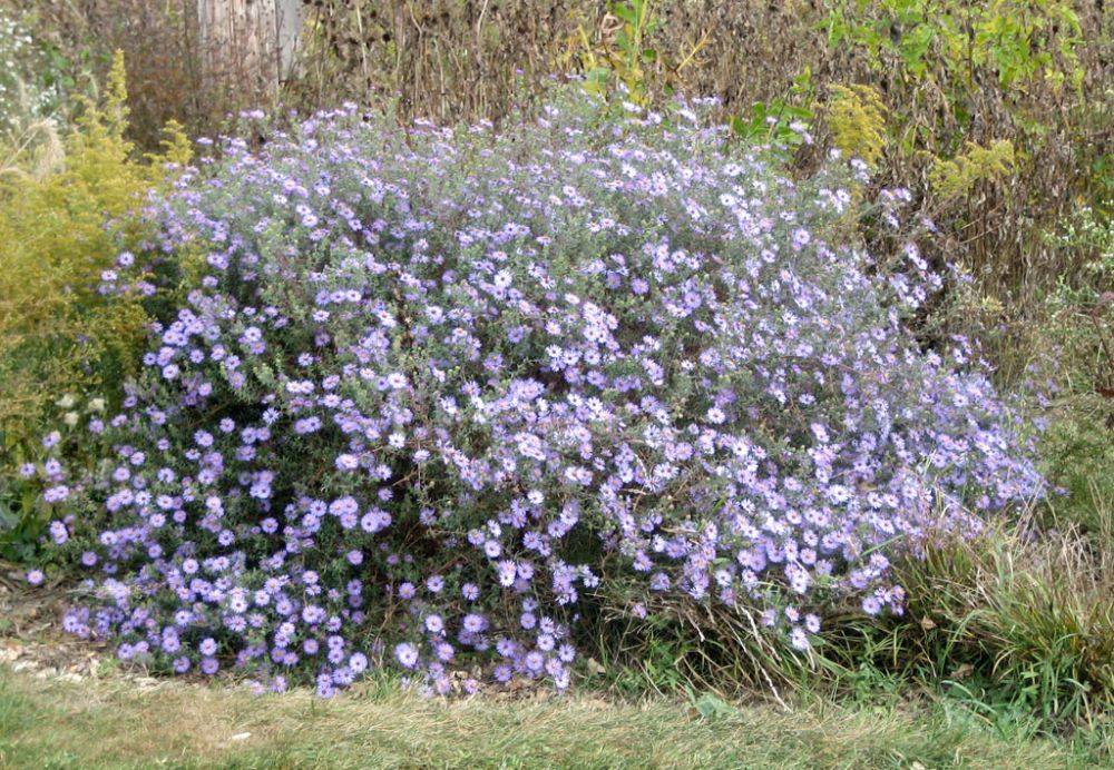 Symphyotrichum oblongifolium-Aromatic Aster