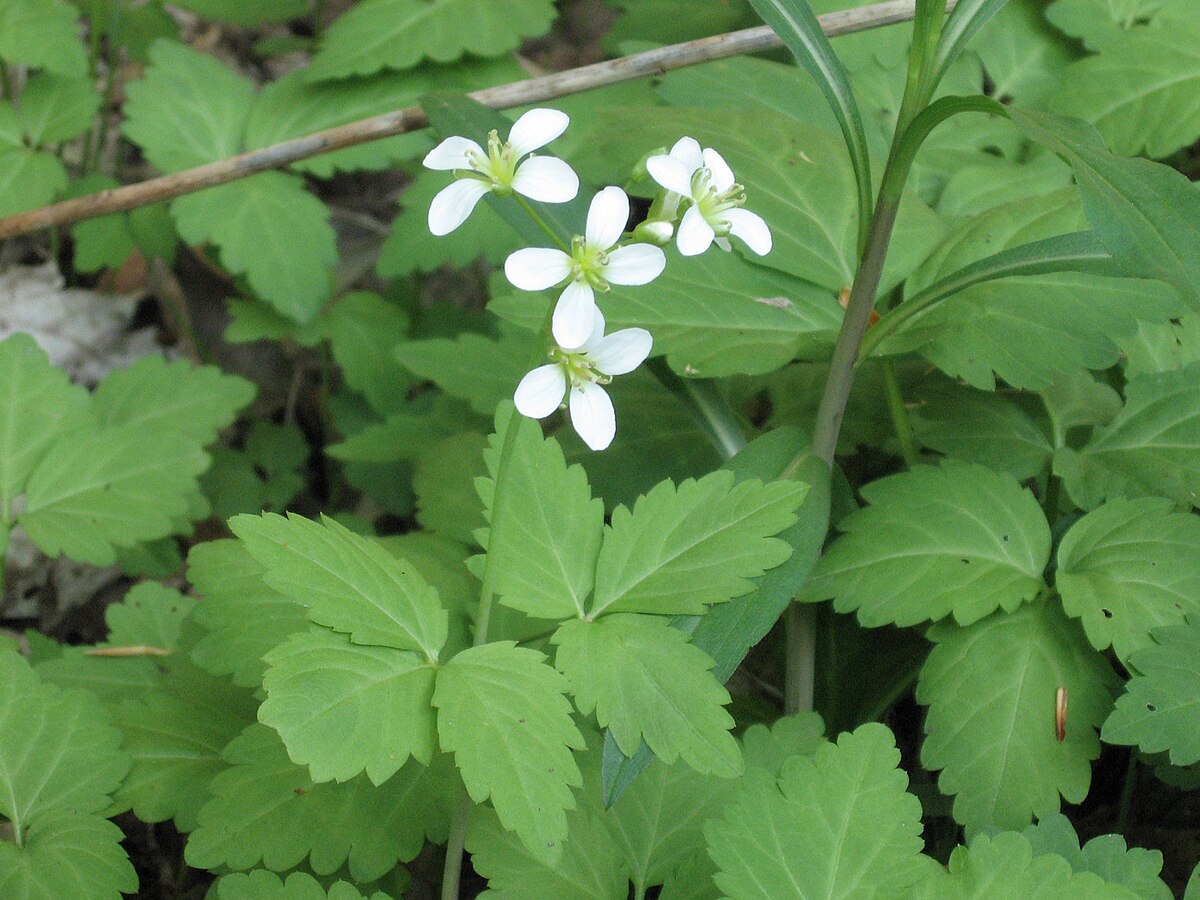 Cardamine diphylla- Broad-leaved Toothwort