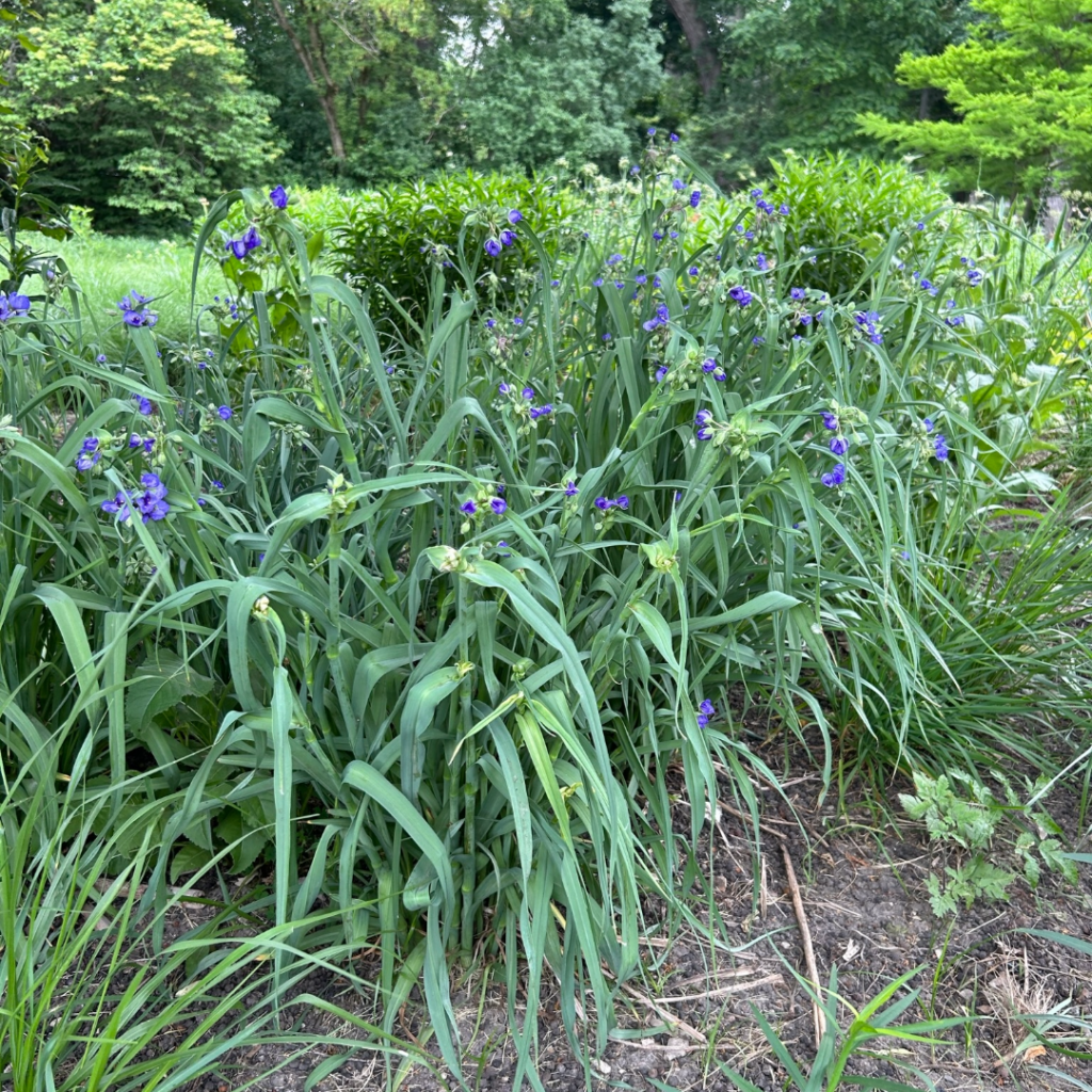 Tradescantia ohiensis- Ohio Spiderwort