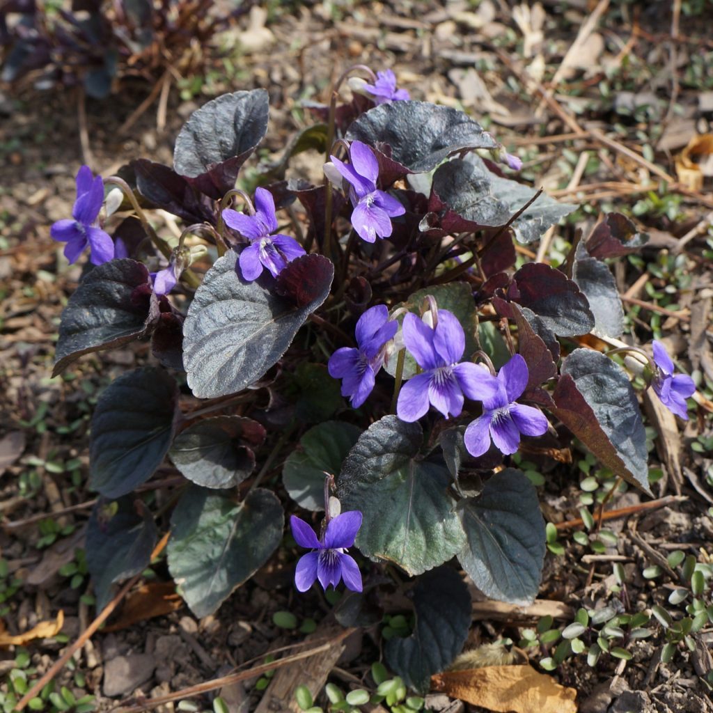 Viola labradorica-Purple Labrador Violet