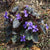 Viola labradorica-Purple Labrador Violet