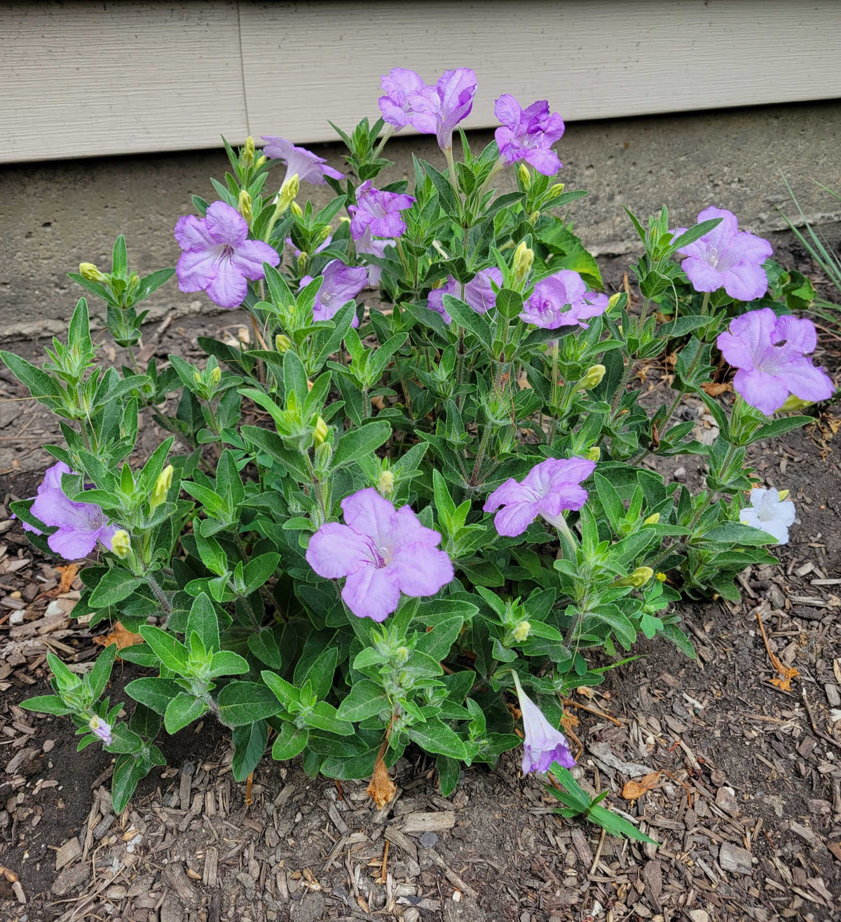 Ruellia humilis-Wild Petunia