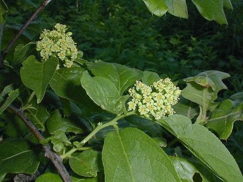 Celastrus scandens- American Bittersweet