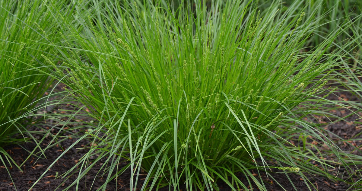 Carex annectens-Small Yellow Fox Sedge