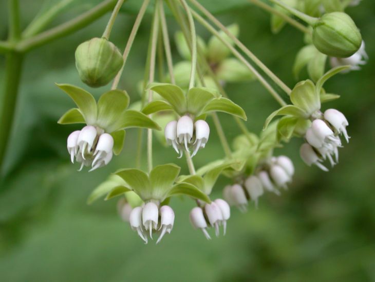 Asclepias exaltata- Poke Milkweed