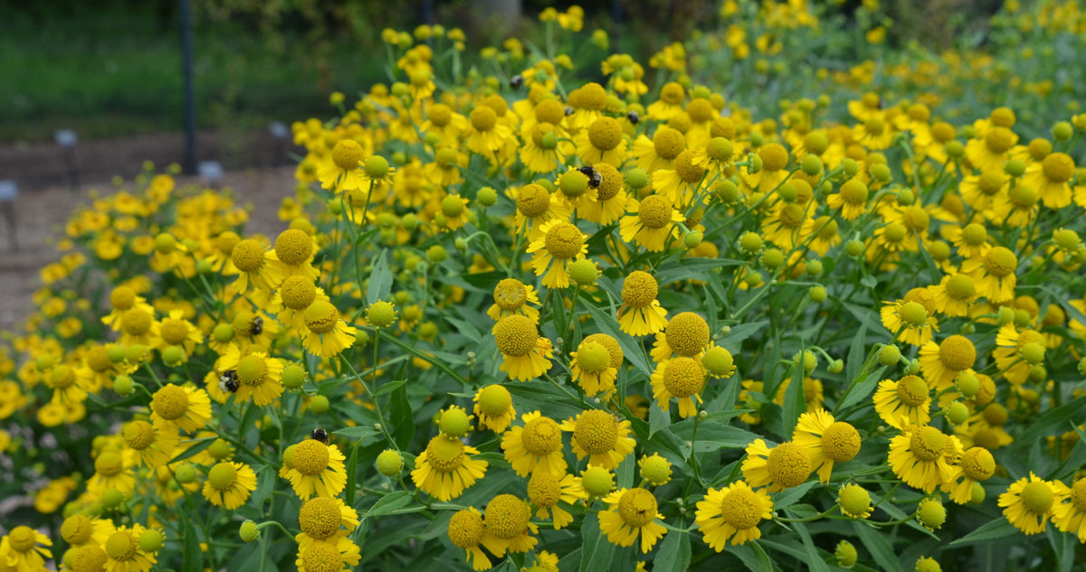 Bouquet of yellow flowers with a bee in a garden setting
