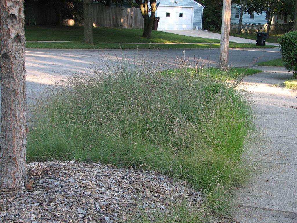 Bouteloua gracilis- Blue Grama