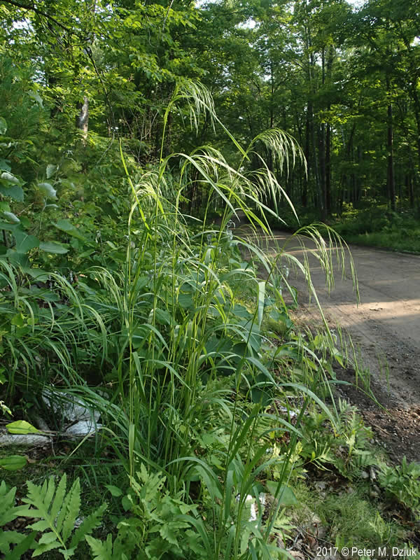Bromus pubescens- Hairy Wood Chess
