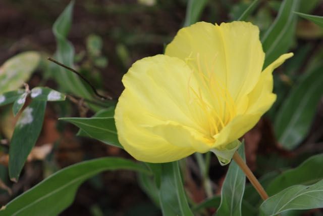 Oenothera macrocarpa-Missouri Evening Primrose