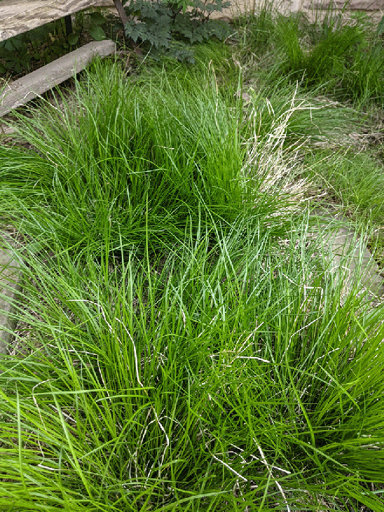 Carex albicans- White-tinged Sedge