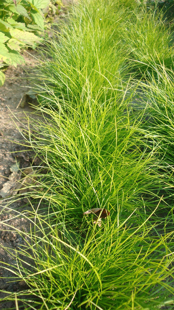 Carex eburnea- Ivory Sedge