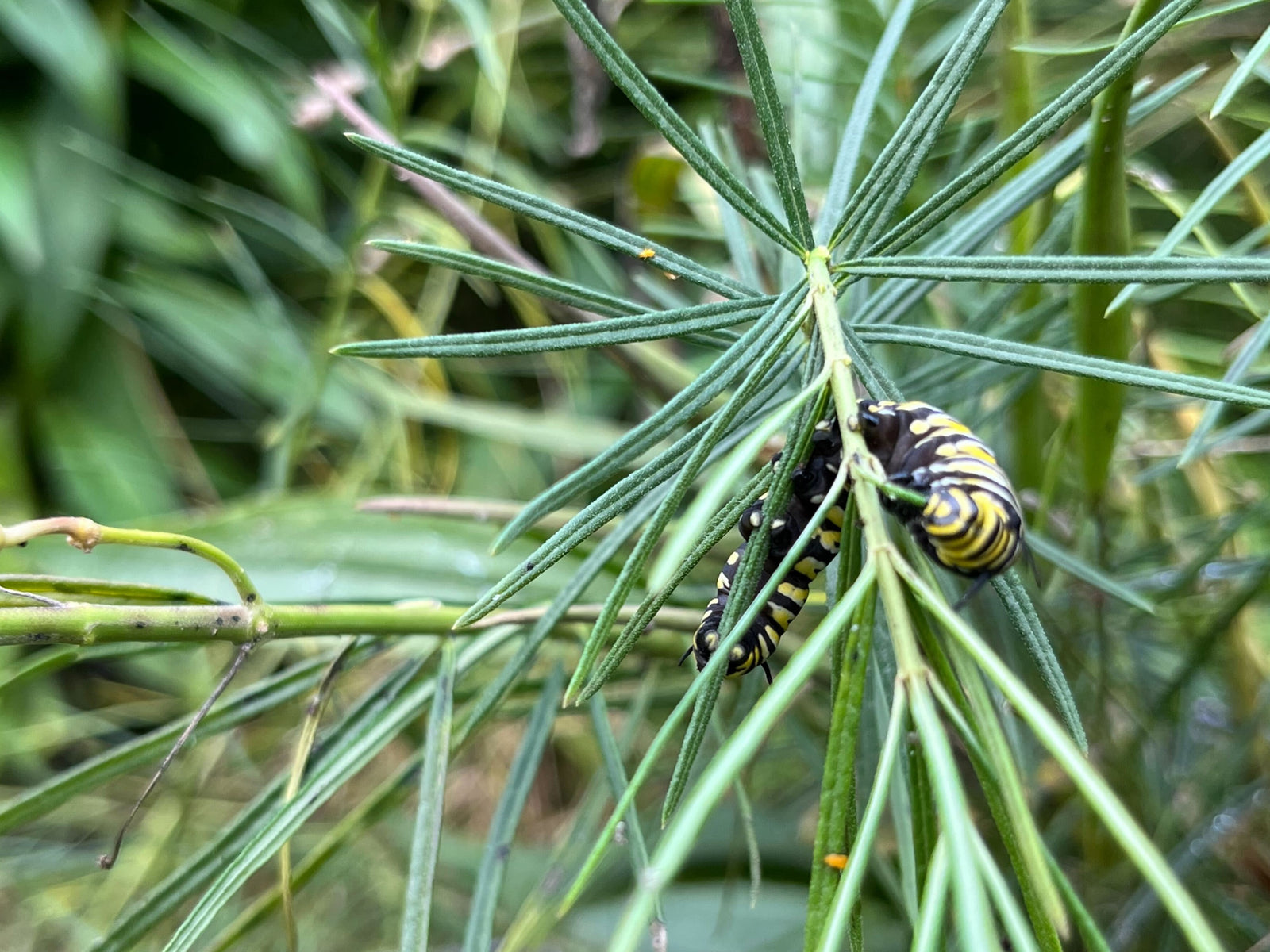 Caterpillar on native plant