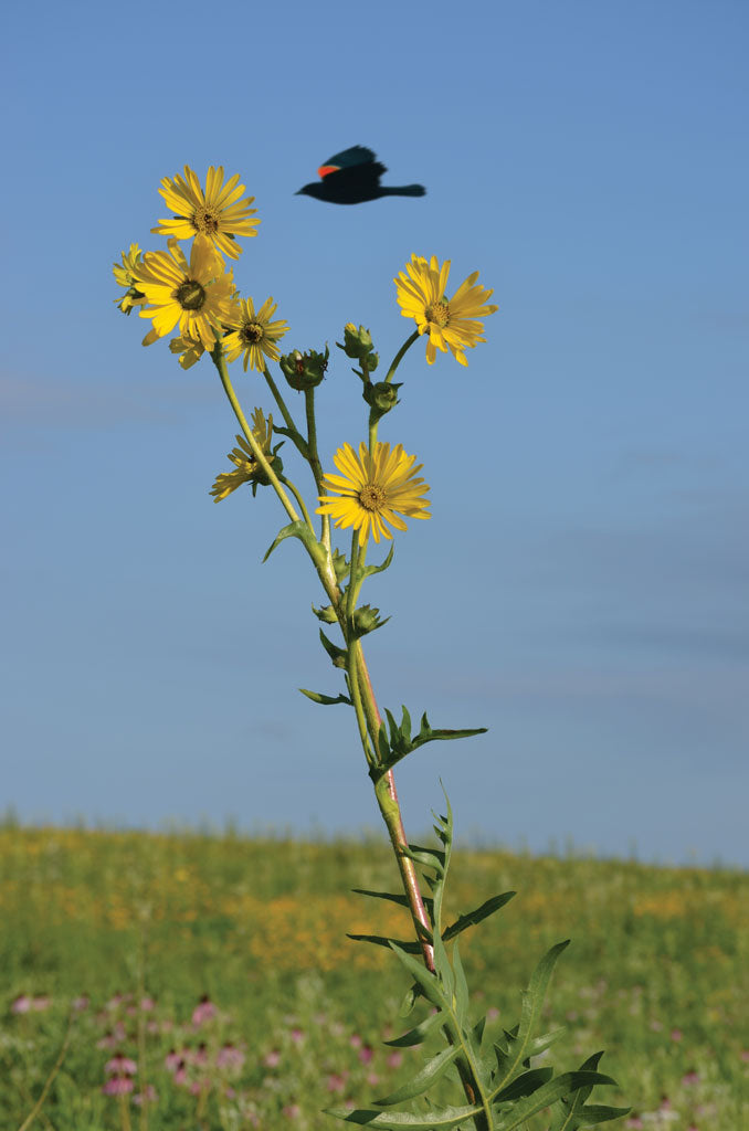 compass plant with a black bird flying above against a clear blue sky